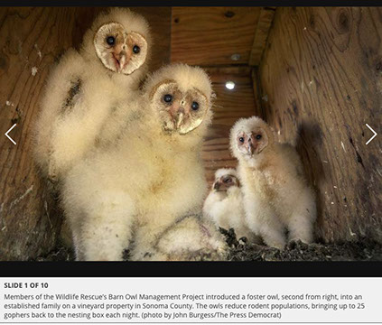 Barn Owl Maintenance Programs Press