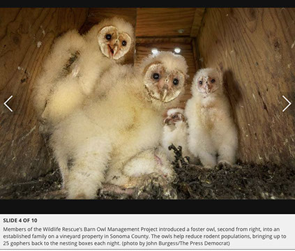 Barn Owl Maintenance Programs Press