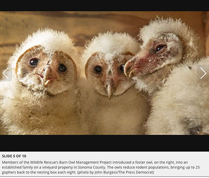 Barn Owl Maintenance Programs Press