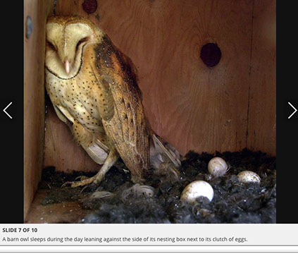 Barn Owl Maintenance Programs Press